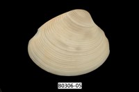 藏品(女神長文蛤(棕肋長文蛤))的圖片